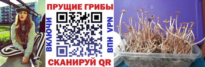 Псилоцибиновые грибы мицелий  Пенза 